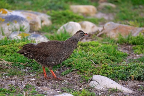 Cape Francolin (Francolinus capensis)