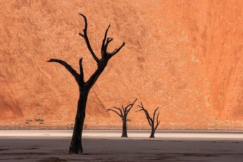Dead camel thorn trees (Vachellia erioloba)