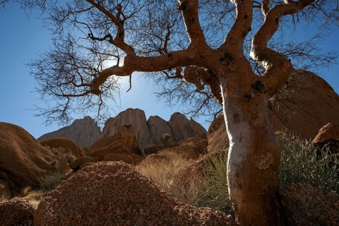 Blue-leaved corkwood (Commiphora glaucescens)