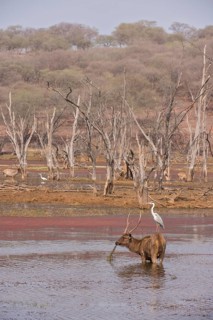 Sambar Deer (Cervus unicolor niger Syn Rusa unicolor)