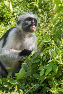 Zanzibar Red Colobus (Procolobus kirkii) sitting in the bushes
