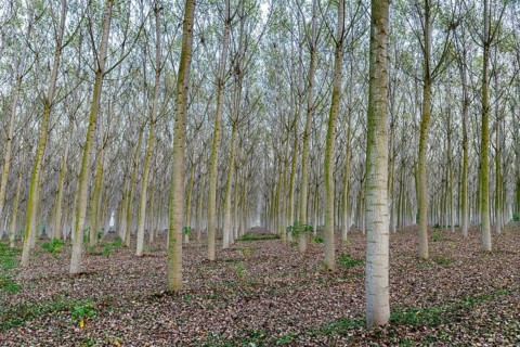 Poplars (Populus)