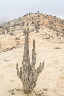 Copao Cactus (Eulychnia breviflora