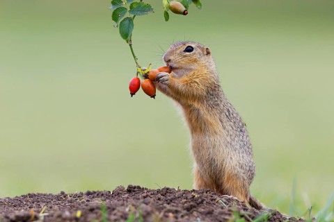 European ground squirrel (Spermophilus citellus) upright