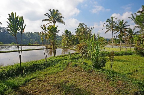 Rice terraces at Pura Gunung Kawi Temple