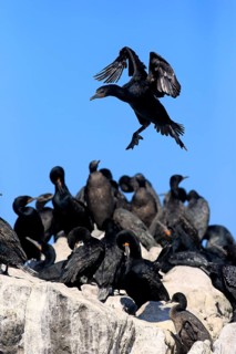 Cape Cormorant (Phalacrocorax capensis)