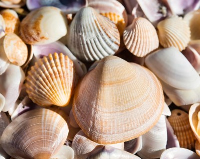 Cockle shells (Cerastoderma edule)
