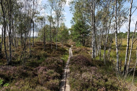 Moorland landscape with birches
