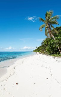 Beach with palm trees