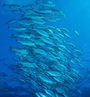 Bigeye Trevally (Caranx sexfasciatus)
