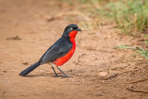 Black-headed Gonolek (Laniarius erythrogaster)