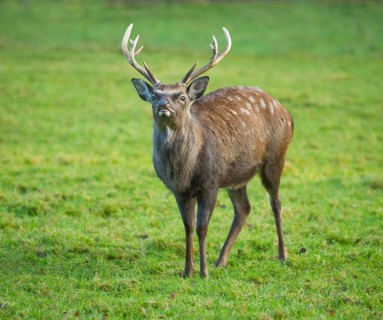 Sika Deer (Cervus nippon)