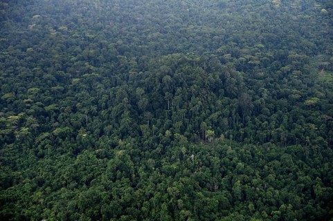 Tropical Rainforest