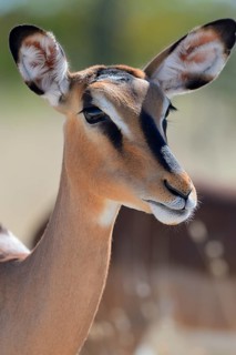 Black-faced Impala (Aepyceros melampus petersi)