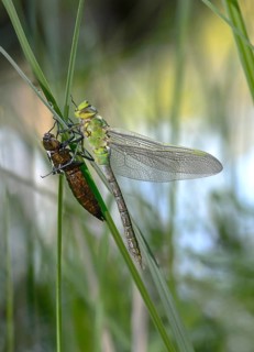 Newly hatched Emperor dragonfly (Anax imperator)