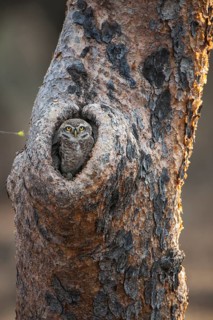 Spotted Owlet (Athene brama) in tree hollow