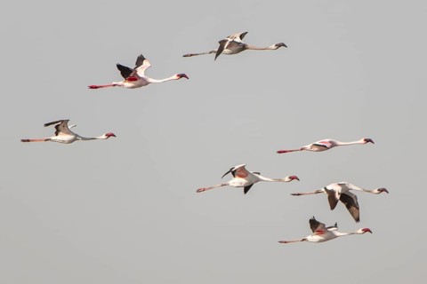 American Flamingo (Phoenicopterus ruber) colony in flight