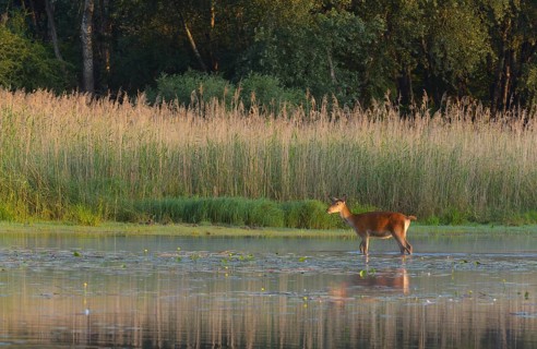 Red deer cow (Cervus elaphus)