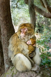 Barbary Macaque (Macaca sylvanus) with young