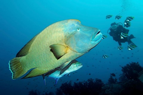 Diver watching Humphead wrasse (Cheilinus undulatus) and Bluefin trevally (Caranx melampygus)