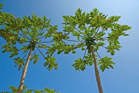 Papaya trees with fruits