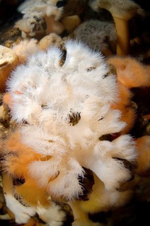 Plumose Anemone or Frilled Anemone (Metridium senile)