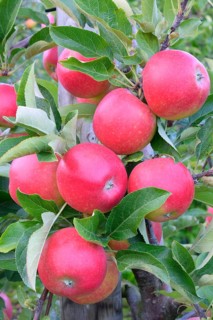 Red apples