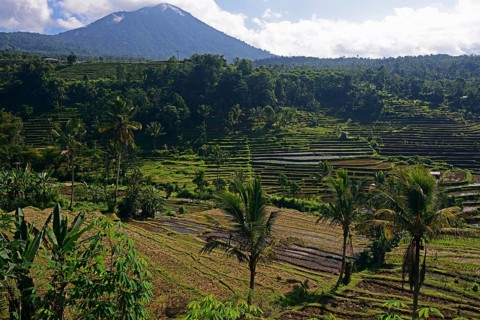 The famous rice terraces of Jatiluwih