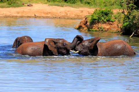 African elephant (Loxodonta africana) elephants bathing in the water