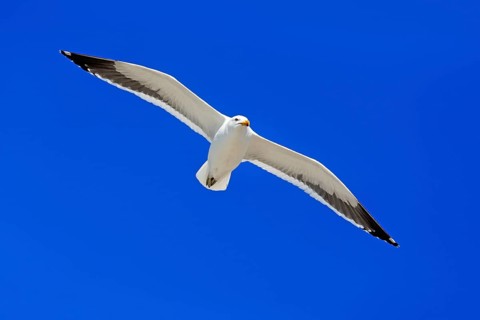 Kelp Gull (Larus dominicanus)