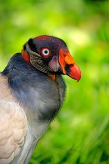 King Vulture (Sarcoramphus papa)