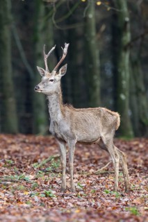 Red Deer (Cervus elaphus)