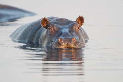 Hippopotamus (Hippopotamus amphibius)