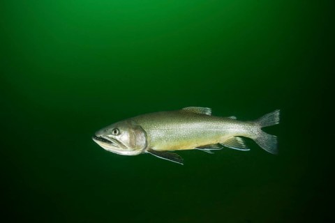 Brook trout (Salvelinus fontinalis)