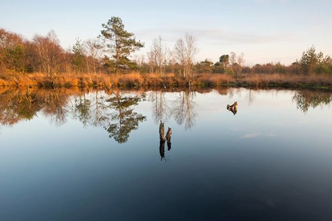 Bog pond in the evening