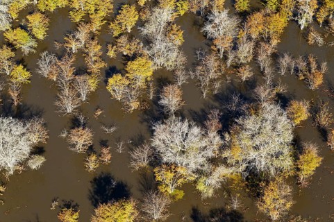 Dying Mopane trees (Colophospermum mopane) in a freshwater marsh