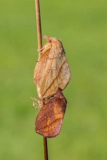 The Drinker moth (Euthrix potatoria)