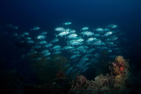 Bigeye Trevally (Caranx sexfasciatus)