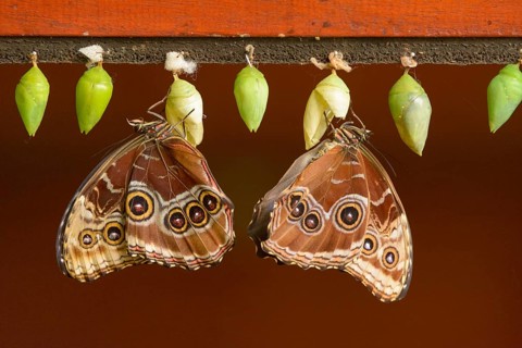Helenor Morpho (Morpho helenor)