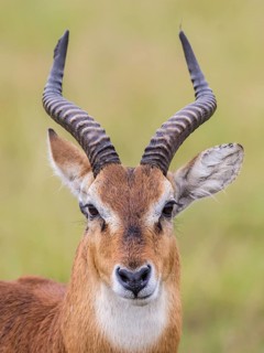 Ugandan Kob (Kobus kob thomasi)