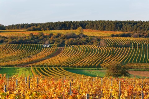 Autumnal vineyards