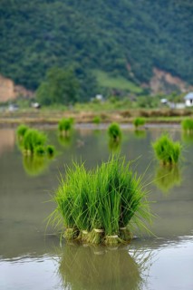 Rice seedlings in a flooded rice paddy