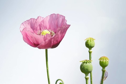 Oriental Poppy (Papaver orientale)