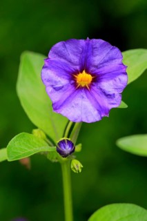 Blue Potato Bush (Solanum rantonnetii)