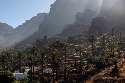 Canary Island Date Palms (Phoenix canariensis)