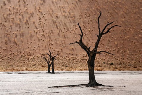 Dead Camel thorn trees (Vachellia erioloba)