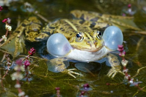 Green frog (Rana esculenta) with sound bubble