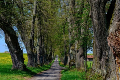 Kurfurstenallee