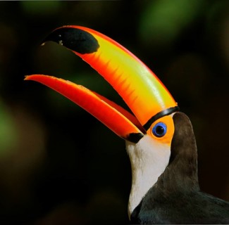 Toco toucan (Ramphastos toco)