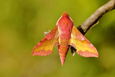Small elephant hawk-moth (Deilephila porcellus) sitting on a branch